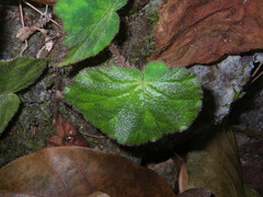Begonia luzhaiensis