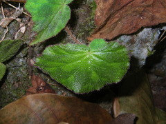 Begonia luzhaiensis