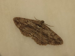 Peribatodes correptaria