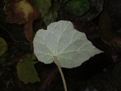 Begonia luzhaiensis