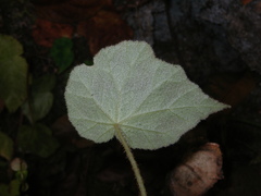 Begonia luzhaiensis