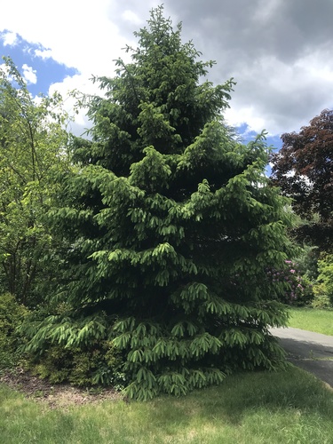 photo of Spruces (Picea)