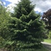 photo of Spruces (Picea)