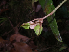 Begonia luzhaiensis