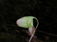 Begonia luzhaiensis