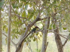 Momotus mexicanus