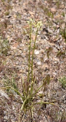 Toxicoscordion paniculatum