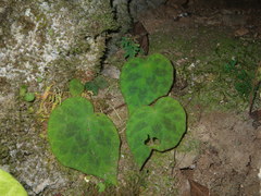 Begonia luzhaiensis