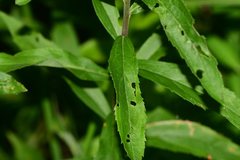 Solidagininae