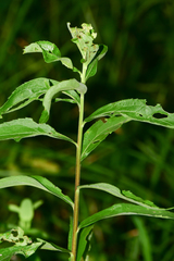 Solidagininae