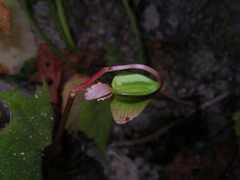 Begonia luzhaiensis