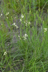 Eremogone longifolia