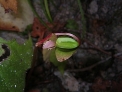 Begonia luzhaiensis