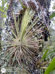 Tillandsia fuchsii