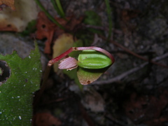 Begonia luzhaiensis
