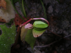 Begonia luzhaiensis