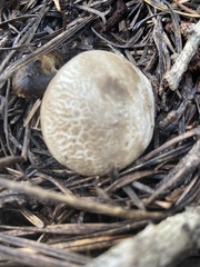 Handkea fumosa