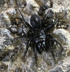 Sphodros niger