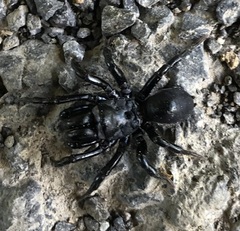 Sphodros niger
