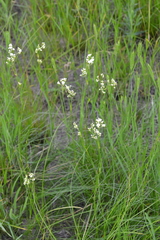 Eremogone longifolia