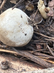 Handkea fumosa
