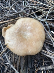 Clitocybe albirhiza