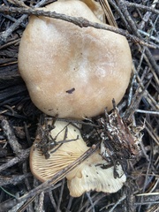 Clitocybe albirhiza