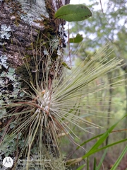 Tillandsia fuchsii