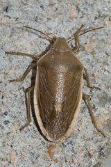 Chlorochroa senilis