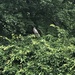 photo of American Robin (Turdus migratorius)