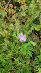 Geranium oreganum