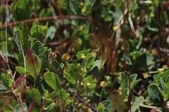Euphorbia ipecacuanhae
