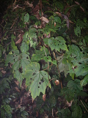 Begonia palmata bowringiana