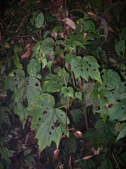 Begonia palmata bowringiana