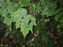 Begonia palmata bowringiana