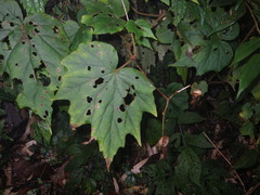 Begonia palmata bowringiana
