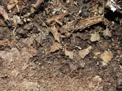 Stigmatomma pallipes