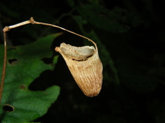 Begonia palmata bowringiana