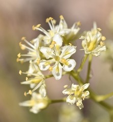 Toxicoscordion paniculatum