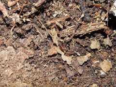 Stigmatomma pallipes