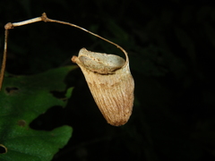 Begonia palmata bowringiana