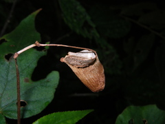 Begonia palmata bowringiana