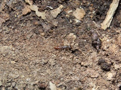 Stigmatomma pallipes