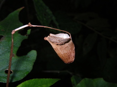 Begonia palmata bowringiana