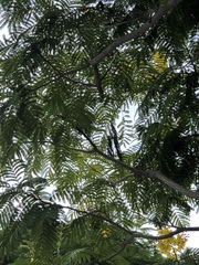 Peltophorum pterocarpum