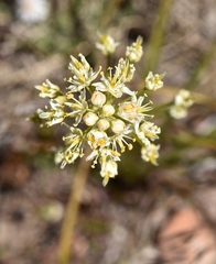 Toxicoscordion paniculatum
