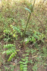 Packera sanguisorbae