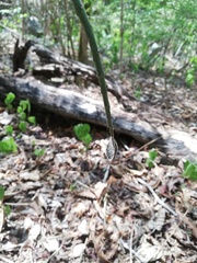 Acanthocereus fosterianus