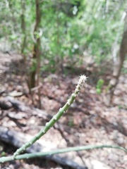 Acanthocereus fosterianus