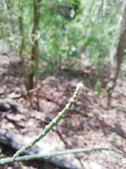 Acanthocereus fosterianus